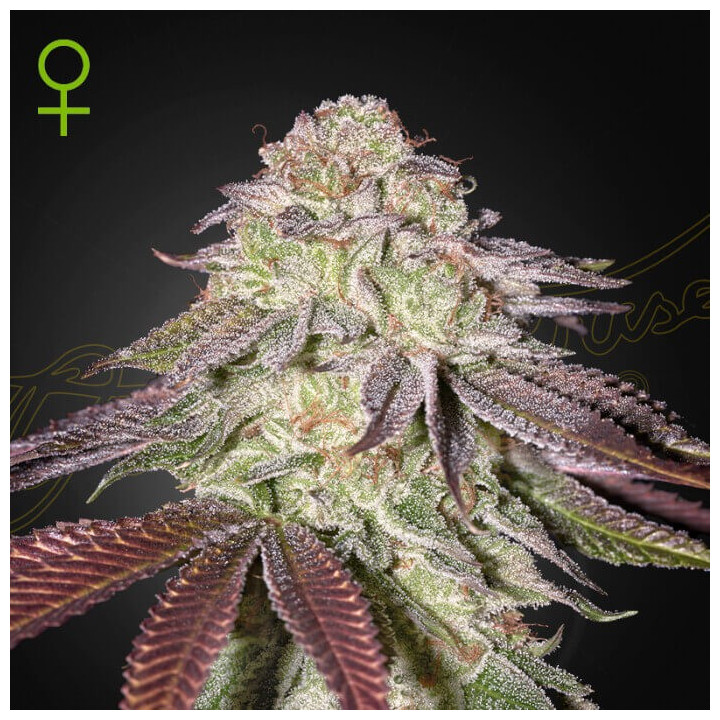 Semillas autoflorecientes Sugarlato Auto de Green House Seeds
