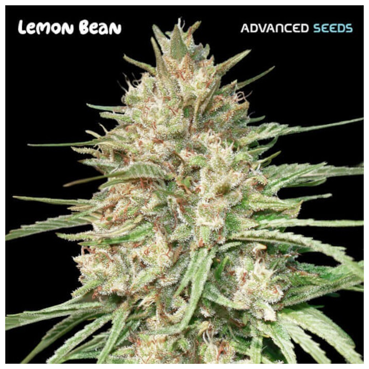 Semillas feminizadas Lemon Bean de Advanced Seeds
