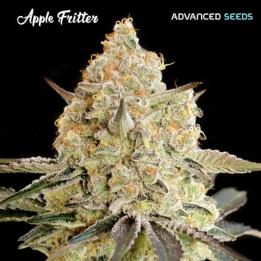Semillas feminizadas Apple Fritter de Advanced Seeds