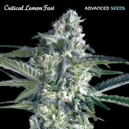 Semillas feminizadas Critical Lemon Fast de Advanced Seeds