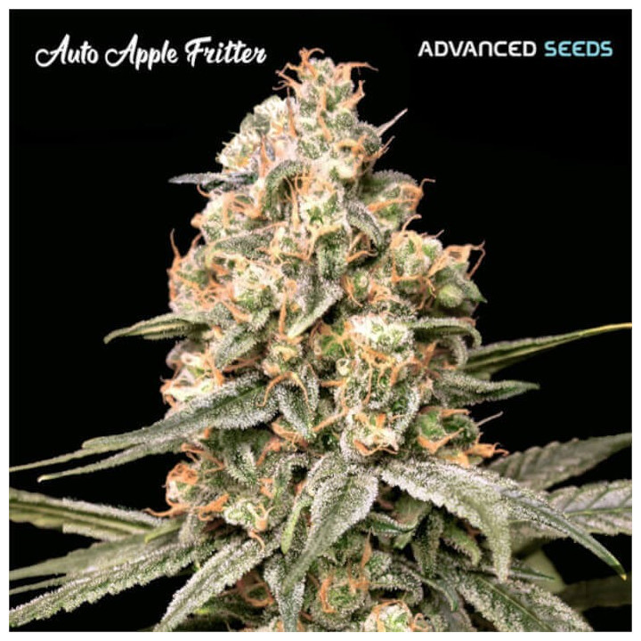 Semillas autoflorecientes Apple Fritter auto de Advanced Seeds