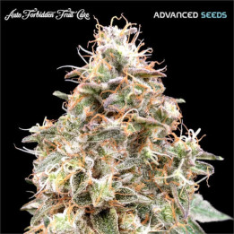 Semillas autoflorecientes Forbidden Fruit Cake auto de Advanced Seeds