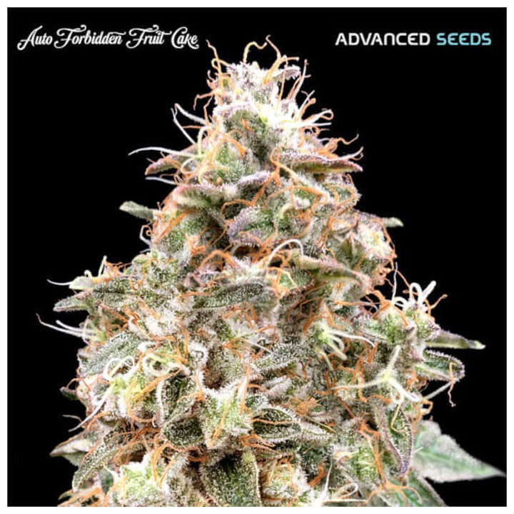 Semillas autoflorecientes Forbidden Fruit Cake auto de Advanced Seeds