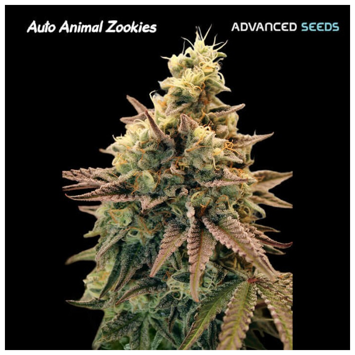 Semillas autoflorecientes Animal Zookies auto de Advanced Seeds