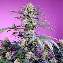 Semillas feminizadas Monster Maker de Sweet Seeds Seeds