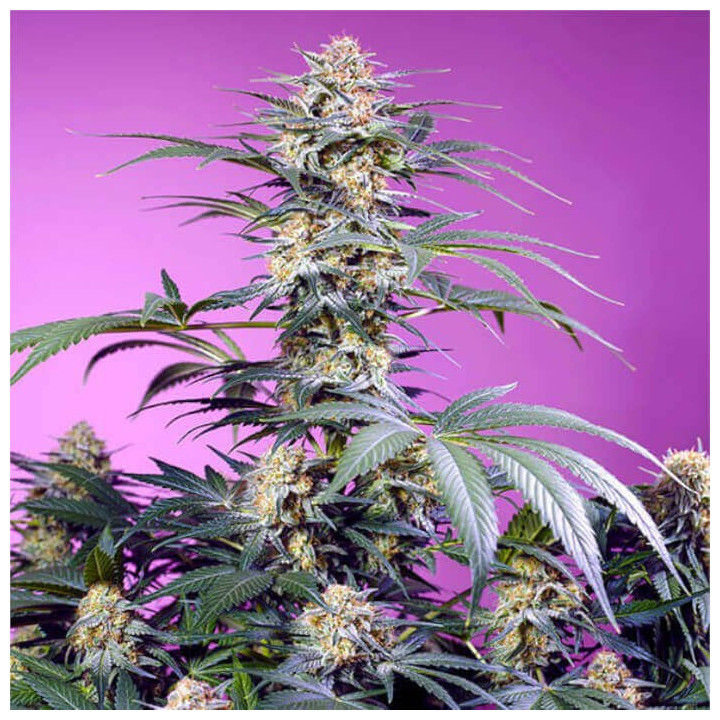 Semillas feminizadas Monster Maker de Sweet Seeds Seeds