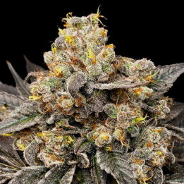 Semillas feminizadas Biscotti Zkittlez de Sweet Seeds Seeds