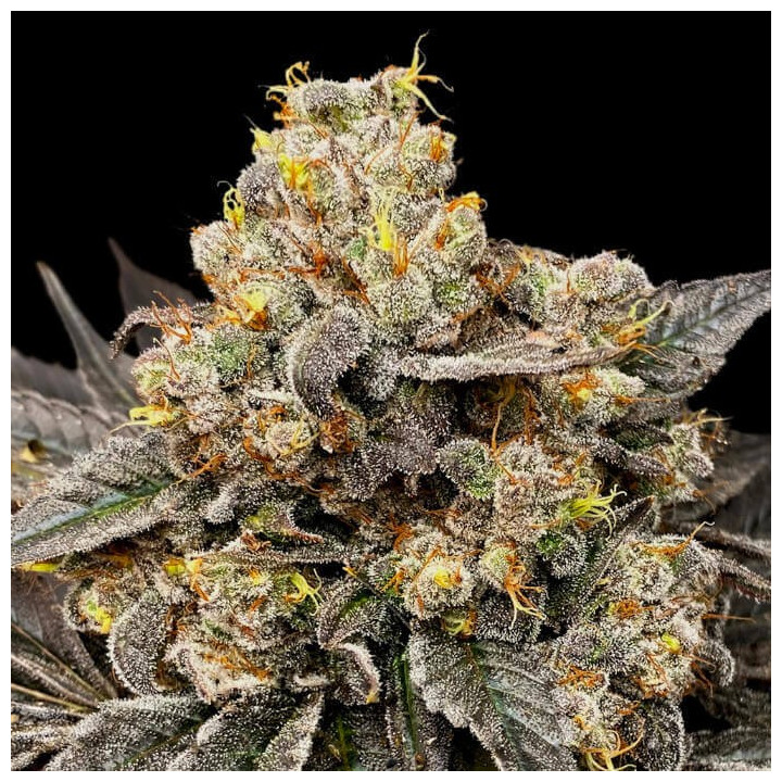 Semillas feminizadas Biscotti Zkittlez de Sweet Seeds Seeds