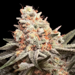 Semillas feminizadas Rainbow Mints de 00 Seeds
