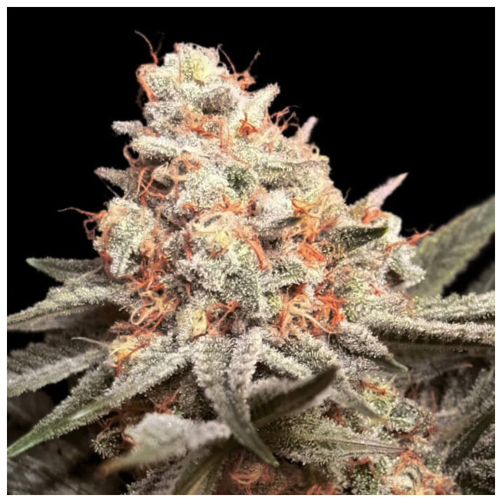 Semillas feminizadas Rainbow Mints de 00 Seeds