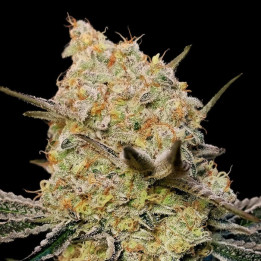 Semillas feminizadas Gelato Mint de 00 Seeds