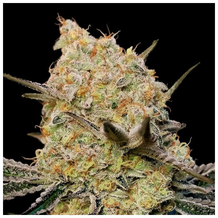 Semillas feminizadas Gelato Mint de 00 Seeds