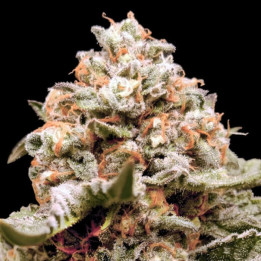 Semillas autoflorecientes Rainbow Mints Auto de 00 Seeds