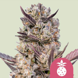 Semillas feminizadas Tropicana Cookies Purple de Royal Queen