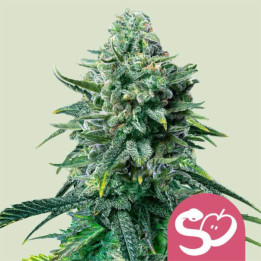 Semillas feminizadas Forbidden Fruit de Royal Queen