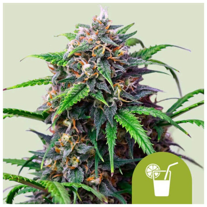 Semillas autoflorecientes Purple Lemonade Auto de Royal Queen