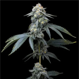 Semillas feminizadas Jealousy de Barney's Farm