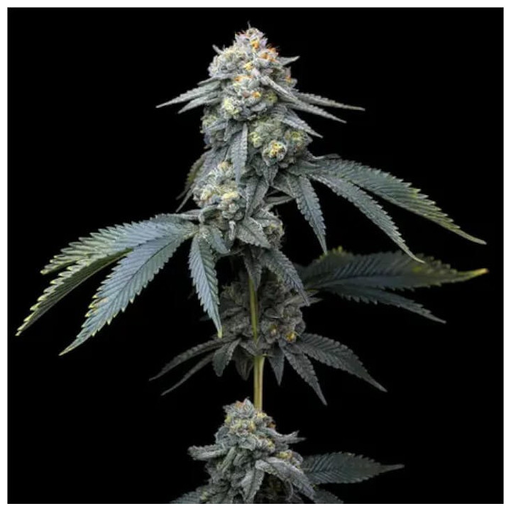 Semillas feminizadas Jealousy de Barney's Farm