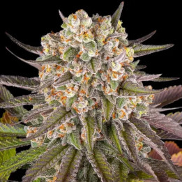 Semillas feminizadas Limoncello de Barney's Farm