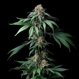 Semillas feminizadas Mendo Breath de Barney's Farm