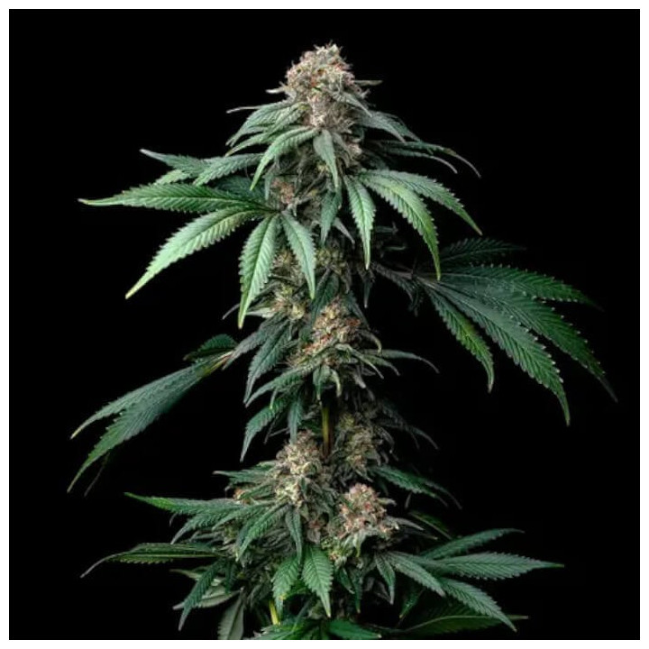 Semillas feminizadas Mendo Breath de Barney's Farm