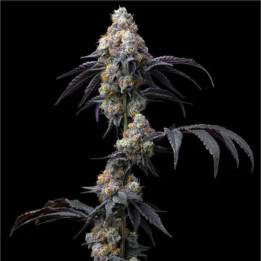 Semillas feminizadas Rainbow Sherbet de Barney's Farm
