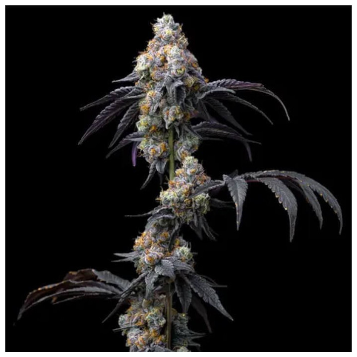 Semillas feminizadas Rainbow Sherbet de Barney's Farm