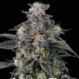 Semillas feminizadas Super Boof de Barney's Farm