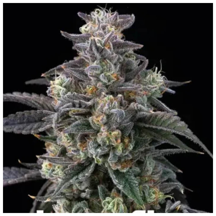 Semillas feminizadas Super Boof de Barney's Farm