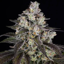 Semillas feminizadas Trainwreck de Barney's Farm