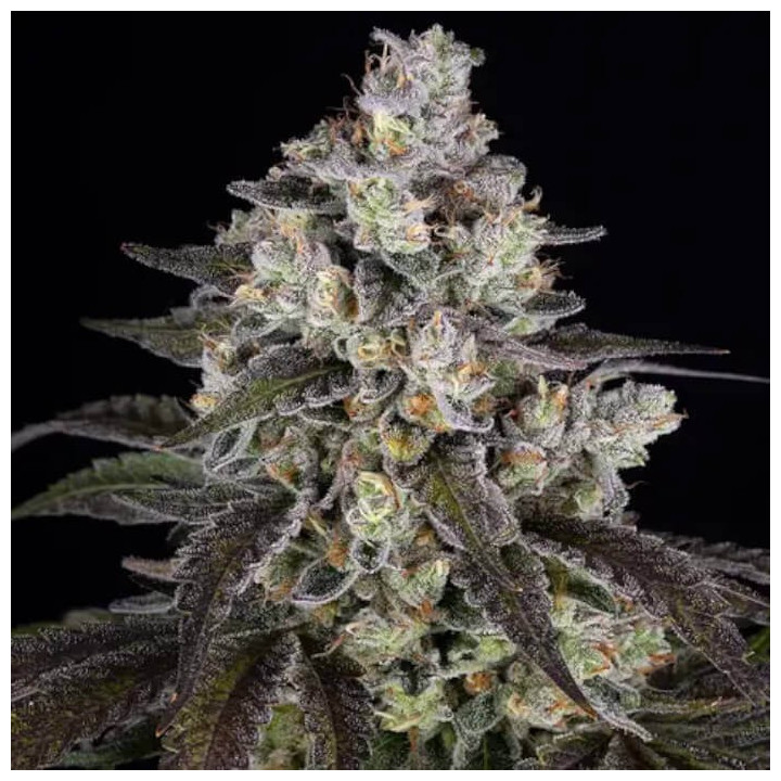 Semillas feminizadas Trainwreck de Barney's Farm