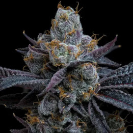 Semillas feminizadas White Runtz de Barney's Farm