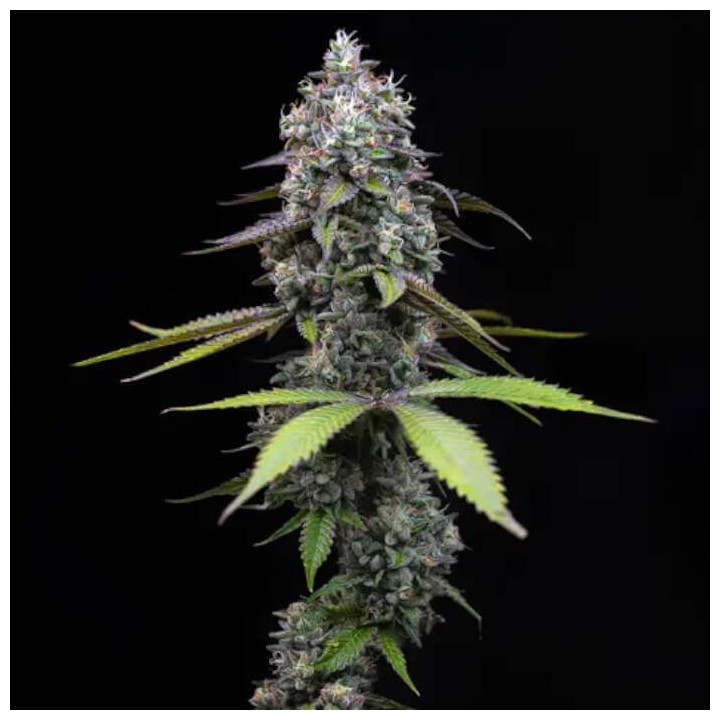 Semillas feminizadas Zoap de Barney's Farm