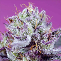 Semillas Autoflorecientes Diablo's Delight XL Auto de Sweet Seeds