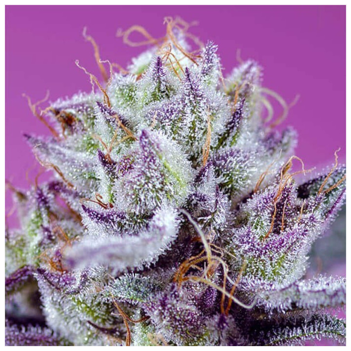 Semillas Autoflorecientes Diablo's Delight XL Auto de Sweet Seeds