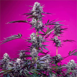 Semillas Autoflorecientes Studio 54 Stardust Auto de Sweet Seeds