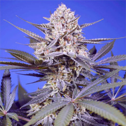 Semillas Autoflorecientes Pineapple Slush XL Auto de Sweet Seeds