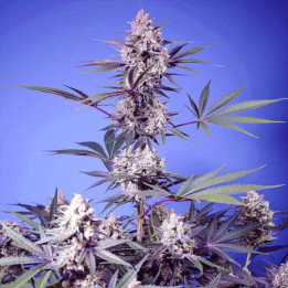 Semillas feminizadas Mental Rainbow F1 Fast Version de Sweet Seeds