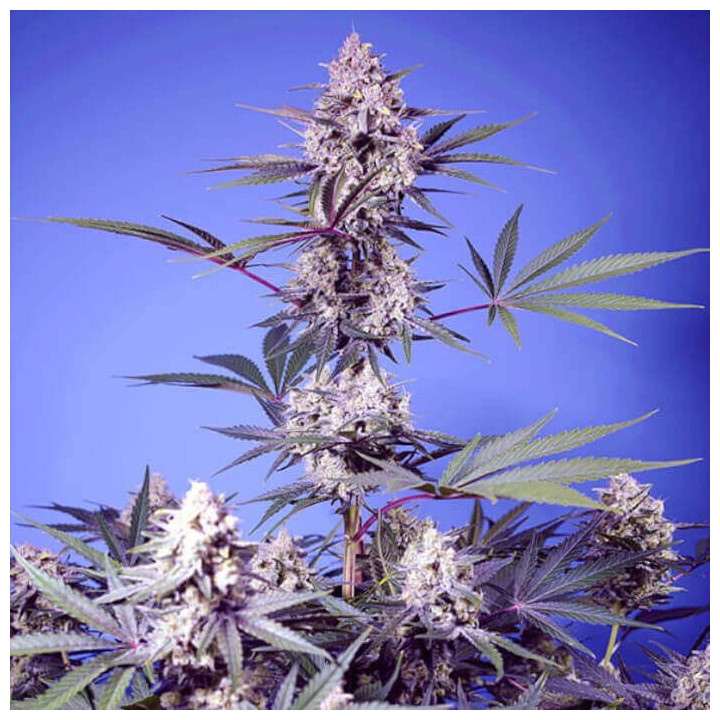 Semillas feminizadas Mental Rainbow F1 Fast Version de Sweet Seeds