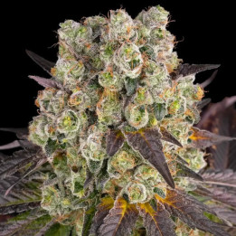 Semillas feminizadas Purple Punch x Lemon Drizzle de Barney's Farm