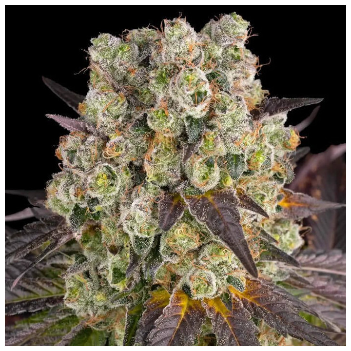 Semillas feminizadas Purple Punch x Lemon Drizzle de Barney's Farm
