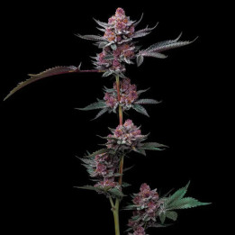 Semillas feminizadas Cherry Poppers de Barney's Farm