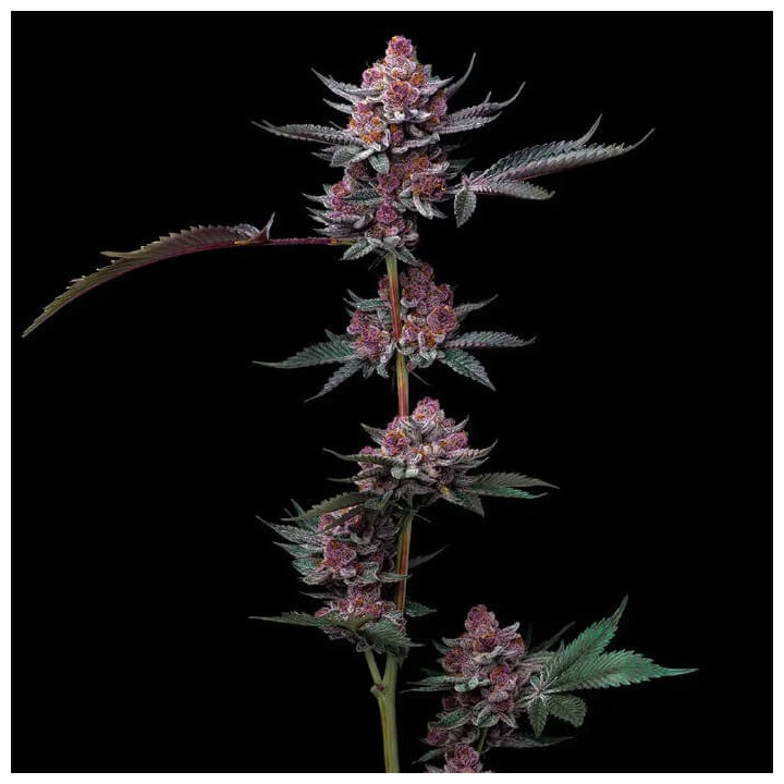 Semillas feminizadas Cherry Poppers de Barney's Farm