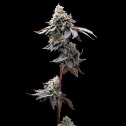 Semillas feminizadas GMO Cookies de Barney's Farm