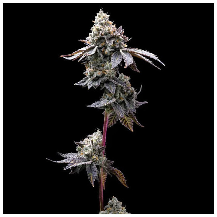Semillas feminizadas GMO Cookies de Barney's Farm