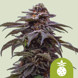Semillas autoflorecientes Tropicana Cookies Purple Auto de Royal Queen Seeds
