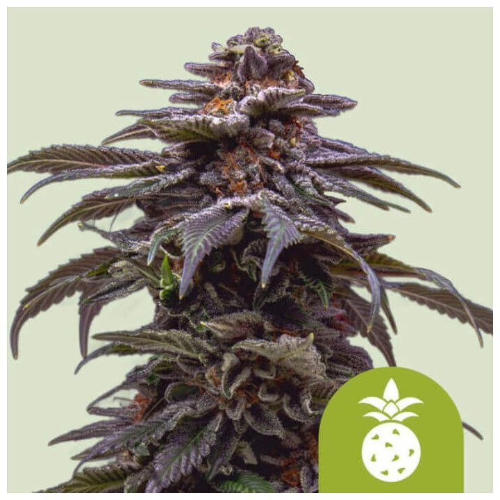 Semillas autoflorecientes Tropicana Cookies Purple Auto de Royal Queen Seeds