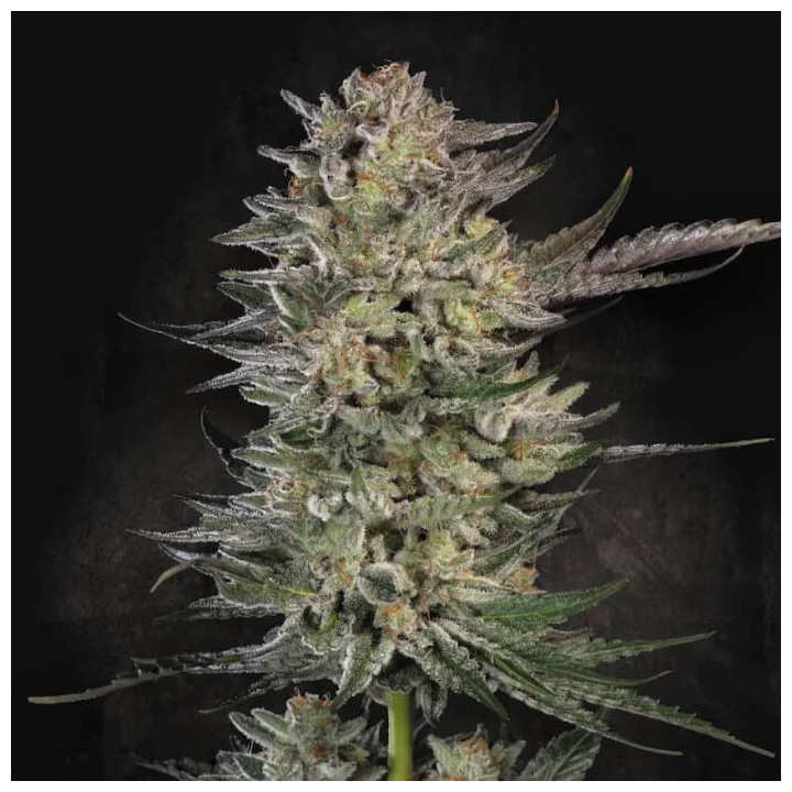 Semillas feminizadas Candy Breath de Paradise Seeds
