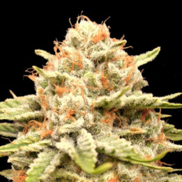 Semillas feminizadas Garlicane de Advanced Seeds