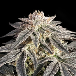 Semillas feminizadas Permanent Marker de Advanced Seeds